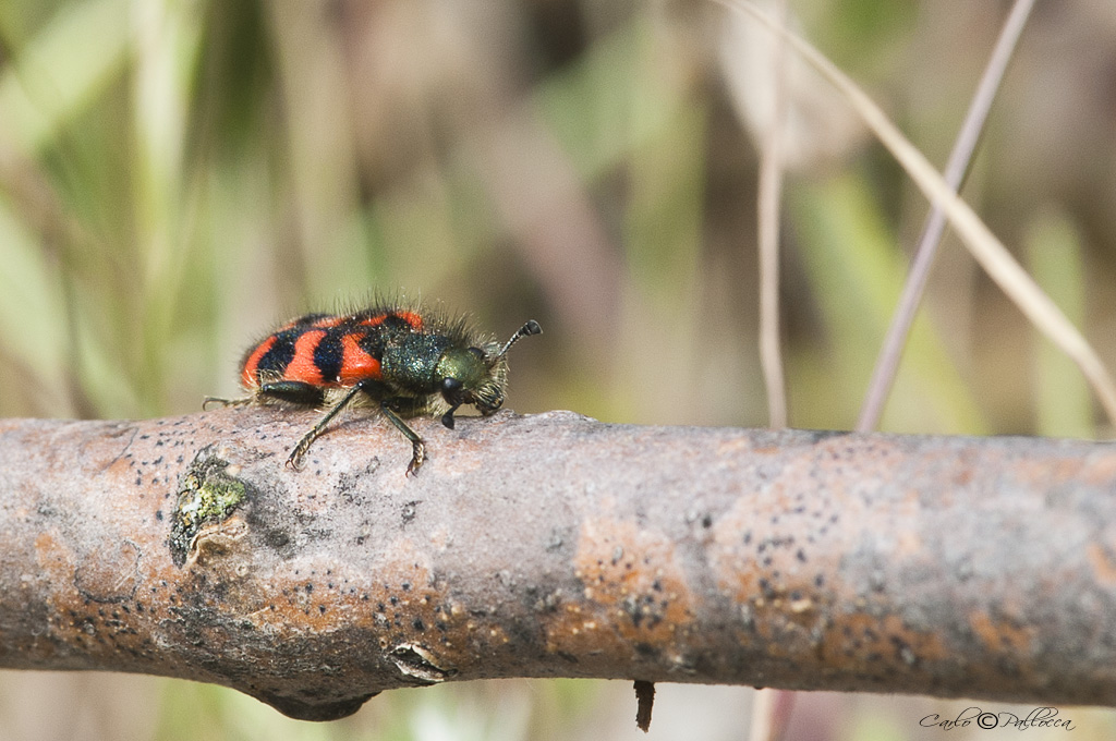 Trichodes sp.