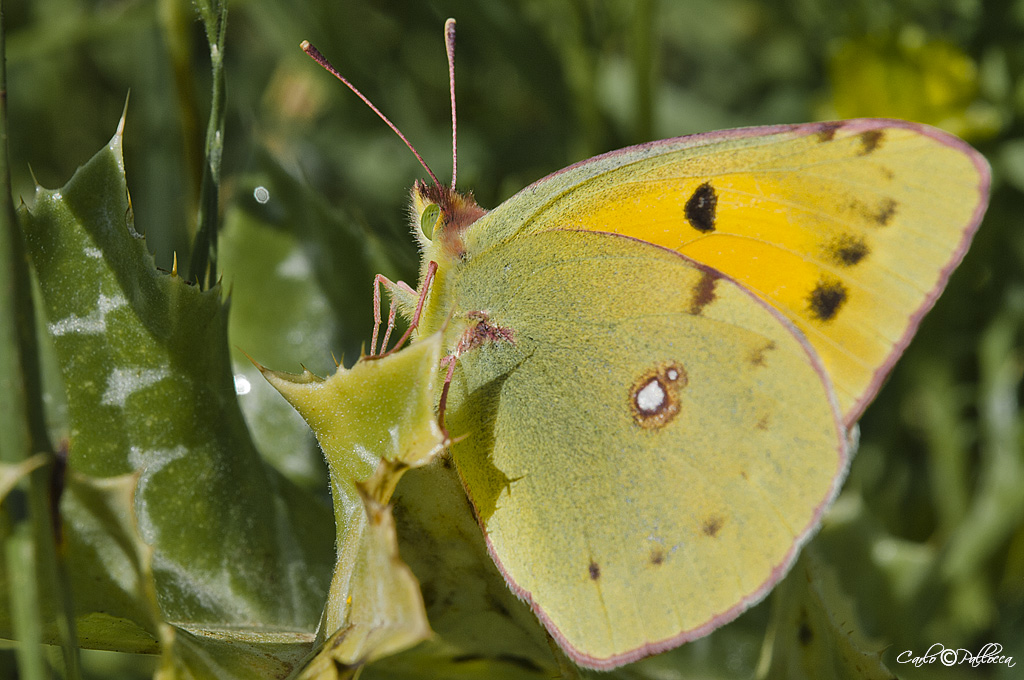 Colias crocea?
