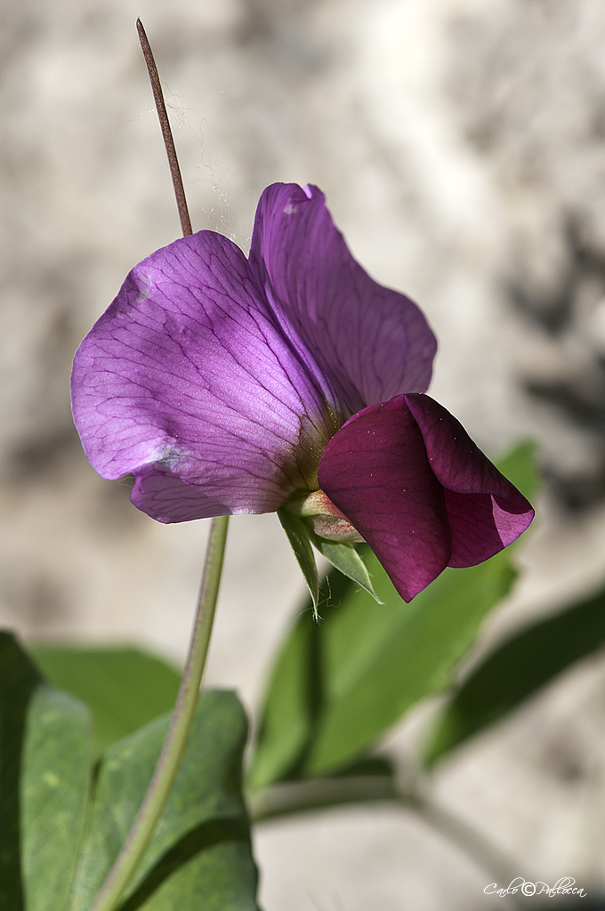 .. il colore Fucsia...