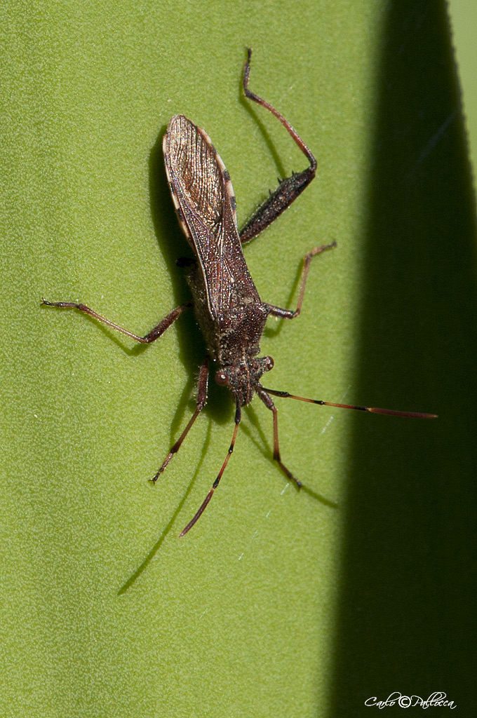 Camptopus lateralis (Alydidae)