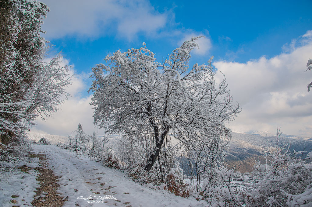 Alberi d''inverno... un invito