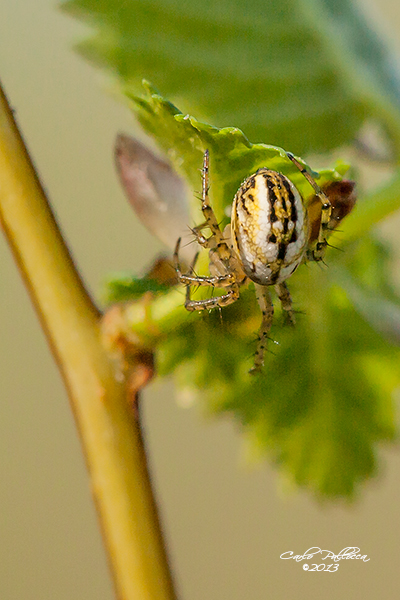 Mangora acalypha - Norma (LT)