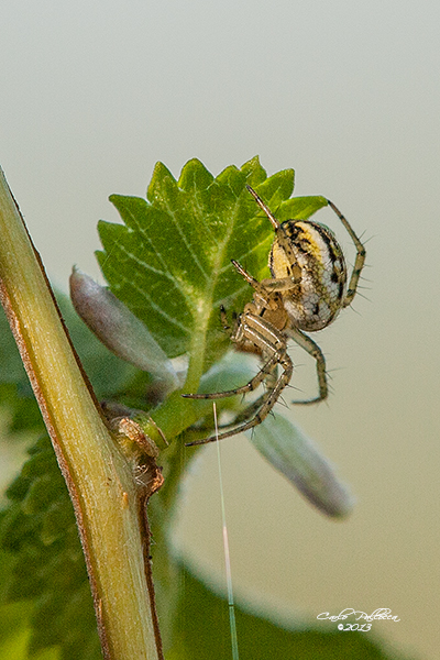 Mangora acalypha - Norma (LT)