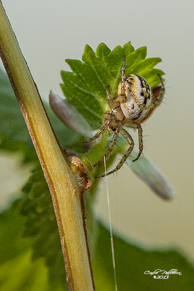 Mangora acalypha - Norma (LT)