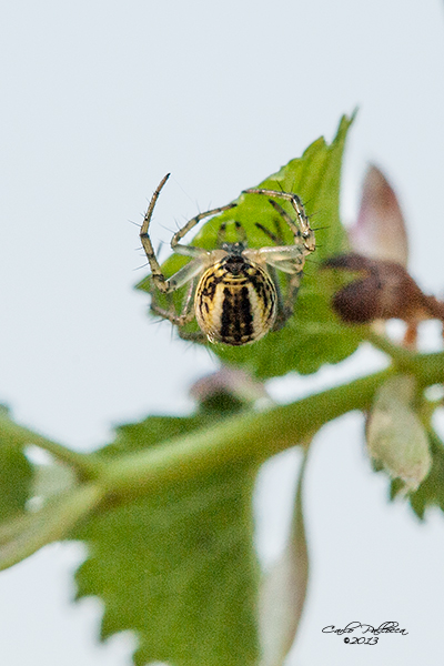 Mangora acalypha - Norma (LT)