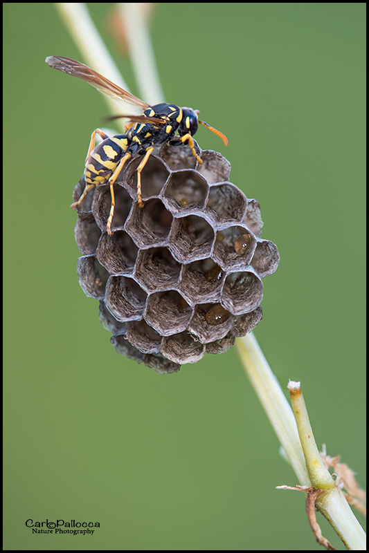 Polistes dominulus, femmina (Vespidae)