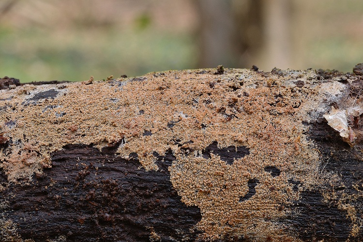 Trechispora alnicola (Bourdot & Galzin) Liberta