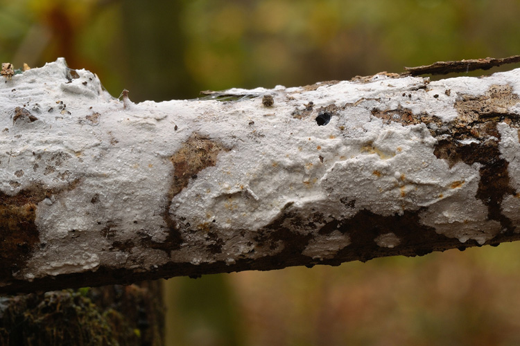 Sul legno di Pinus pinaster (Hyphodontia sambuci)