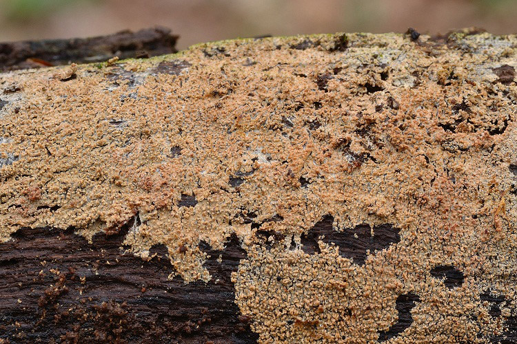 Trechispora alnicola (Bourdot & Galzin) Liberta