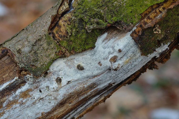 Helicogloea farinacea?