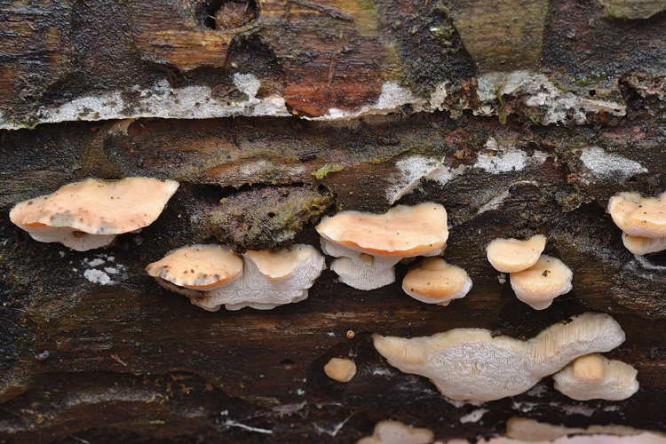 Antrodiella...(Antrodiella leucoxantha)