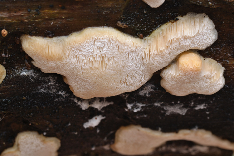 Antrodiella...(Antrodiella leucoxantha)