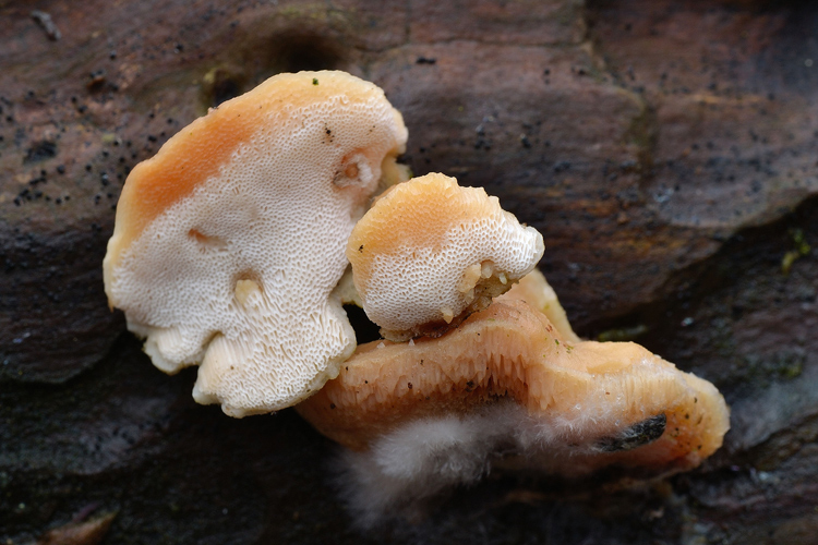 Antrodiella...(Antrodiella leucoxantha)