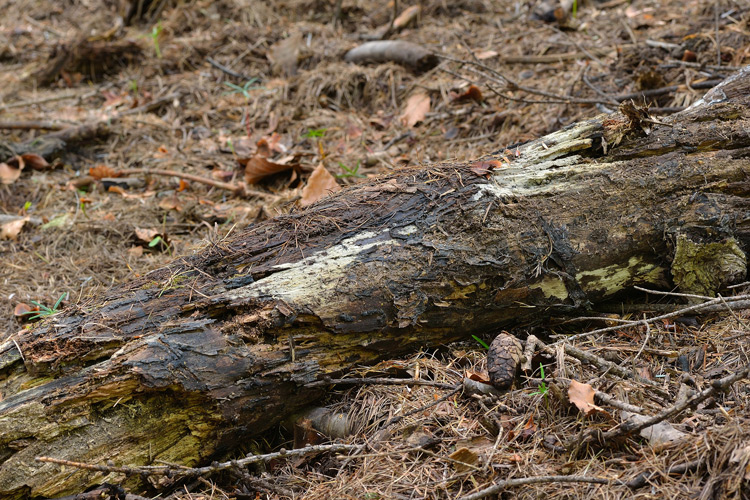 Botryobasidium pruinatum (Bres.) J. Erikss.