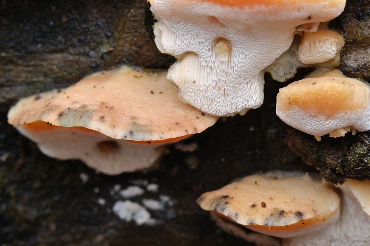 Antrodiella...(Antrodiella leucoxantha)
