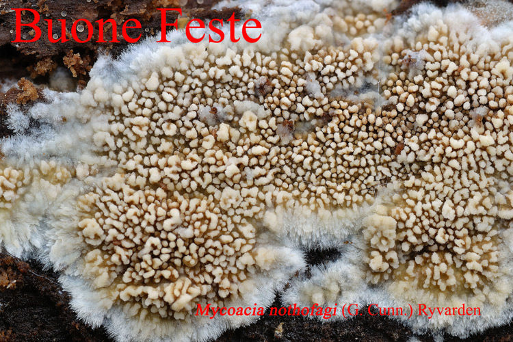 Buone feste