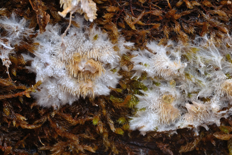 Kavinia alboviridis (Morgan) Gilb. & Budington