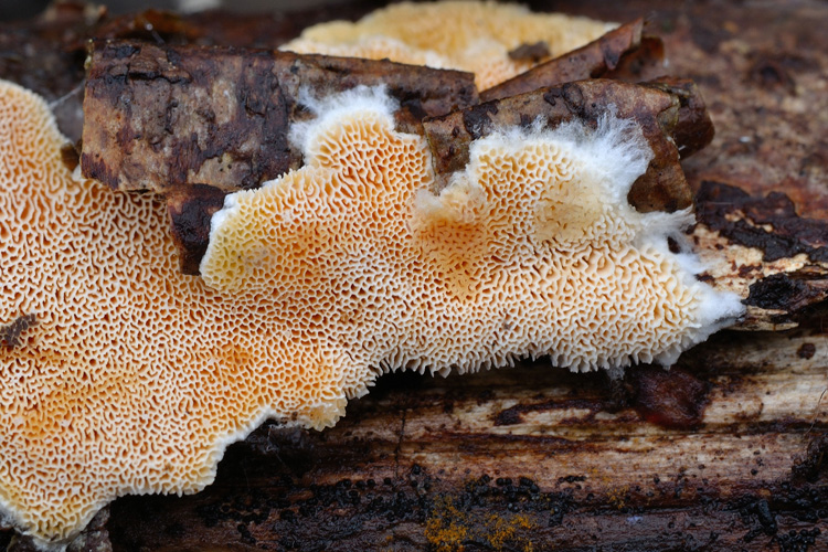 lacera o nitida? (Junghuhnia lacera)