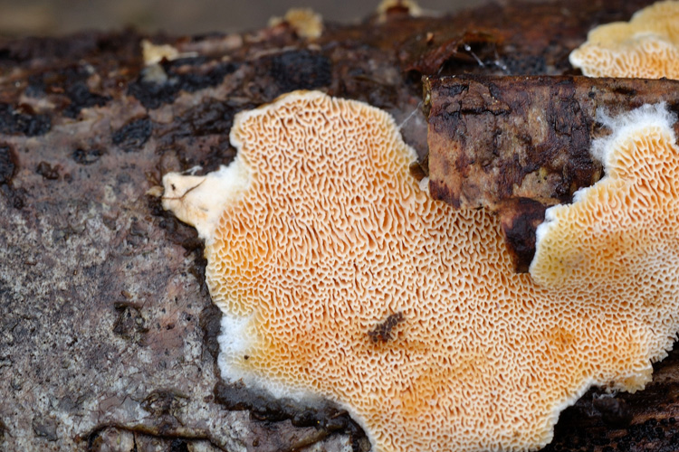 lacera o nitida? (Junghuhnia lacera)