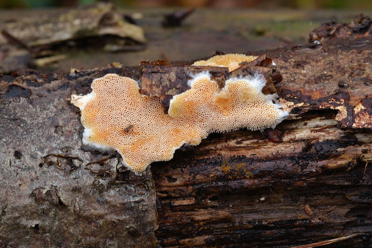 lacera o nitida? (Junghuhnia lacera)