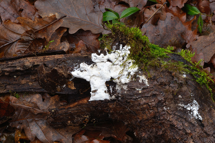 Oxyporus da determinare (Oxyporus obducens)