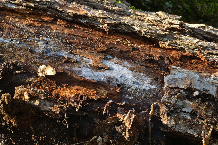 Phlebiella...(Phlebiella ardosiaca)