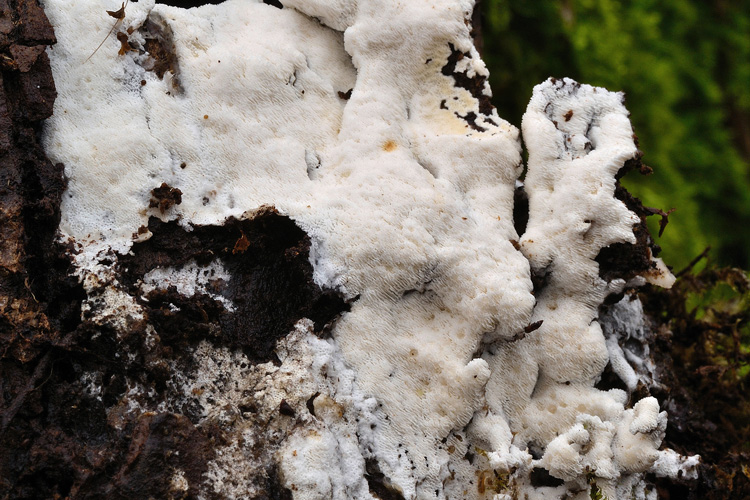 Oxyporus da determinare (Oxyporus obducens)