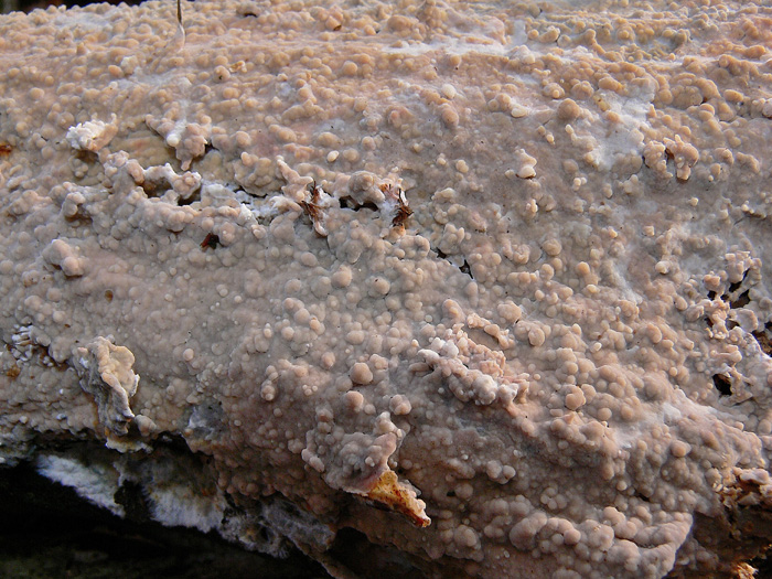 Penso a Exidiopis grisea - foto 4832 (Phlebiopsis ravenelii)