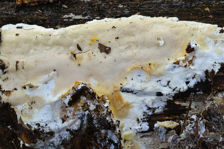 Da determinare (Perenniporia narymica)
