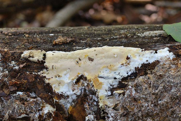 Da determinare (Perenniporia narymica)