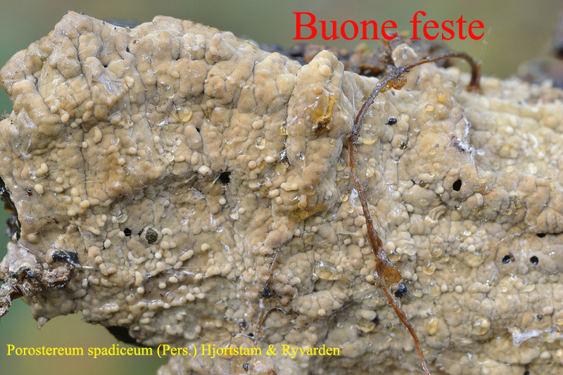 Buone feste (Porostereum spadiceum)