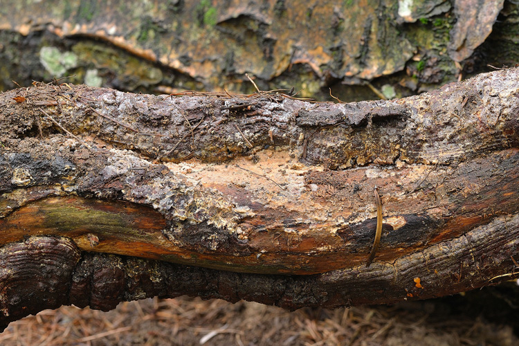 Da identificare (Radulomyces confluens)