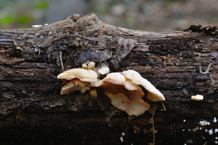 Antrodiella... (Antrodiella pallescens)