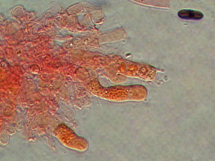 Trechispora cohaerens - (Cristinia helvetica)