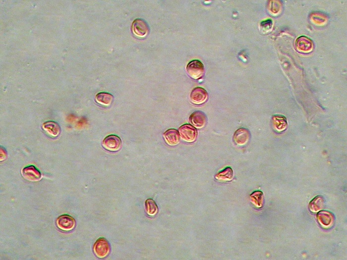 Trechispora cohaerens - (Cristinia helvetica)