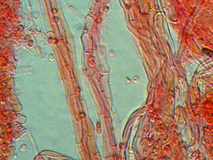 Corticium meridioroseum ?