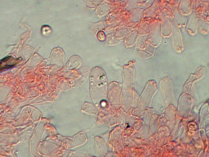 Trechispora cohaerens - (Cristinia helvetica)