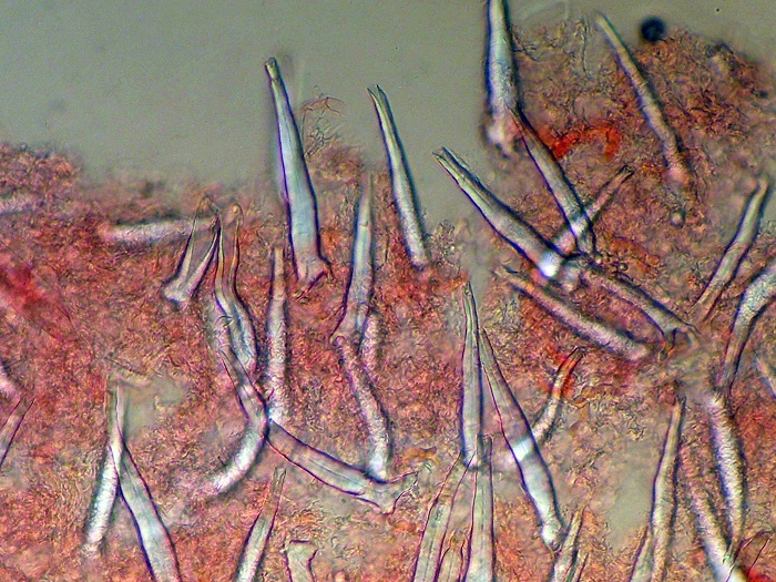 Litschauerella clematitis (Bourdot & Galzin) J. Erikss. & Ry