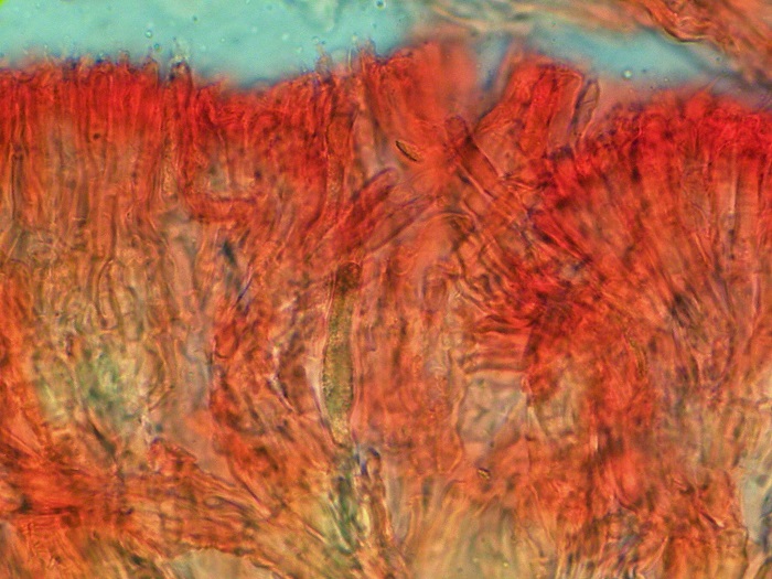 Conferticium ochraceum (Fr.) Hallenb.