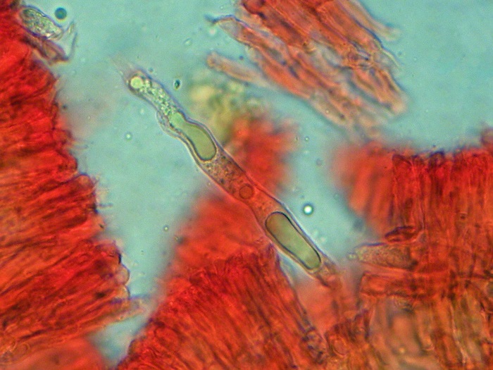 Conferticium ochraceum (Fr.) Hallenb.