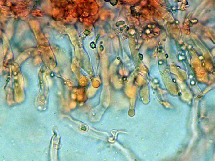 Sul legno di Pinus pinaster (Hyphodontia sambuci)