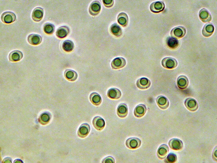 Sul legno di Pinus pinaster (Hyphodontia sambuci)