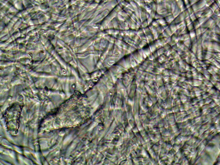 lacera o nitida? (Junghuhnia lacera)