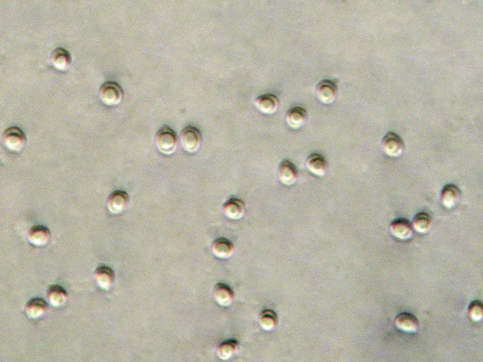 lacera o nitida? (Junghuhnia lacera)