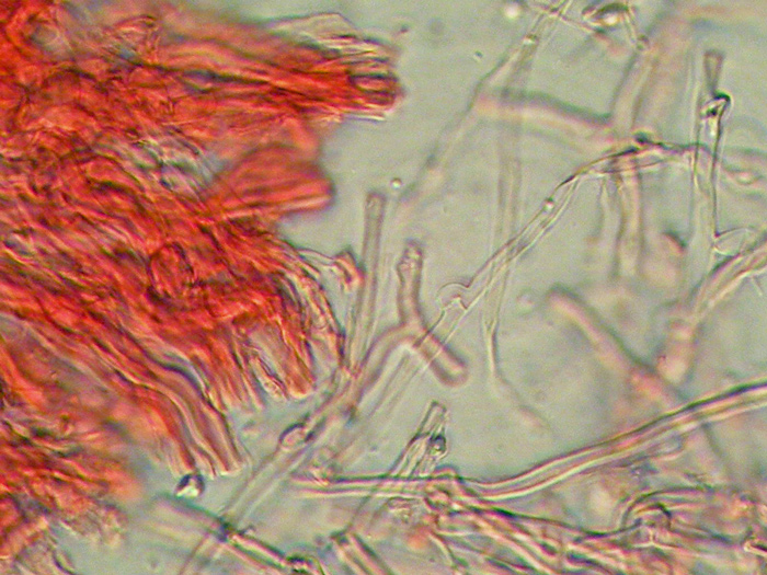 Antrodiella...(Antrodiella leucoxantha)