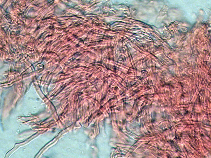 Antrodiella...(Antrodiella leucoxantha)