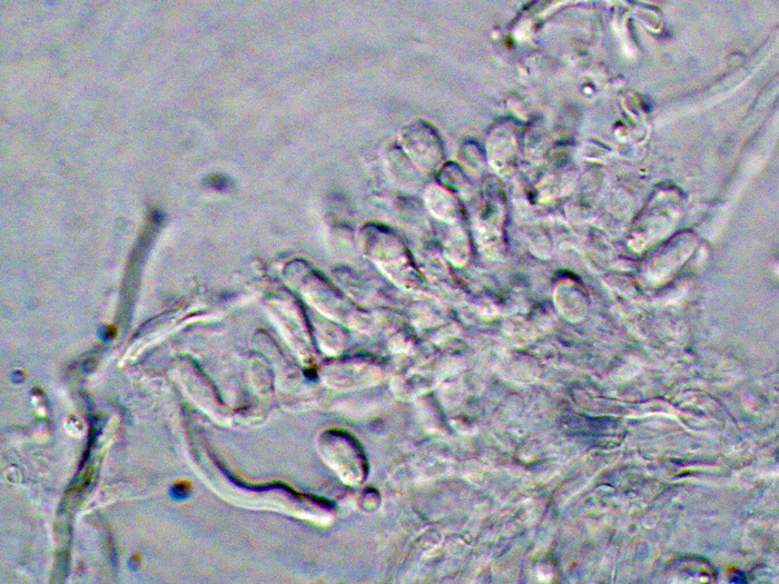 Antrodiella...(Antrodiella leucoxantha)