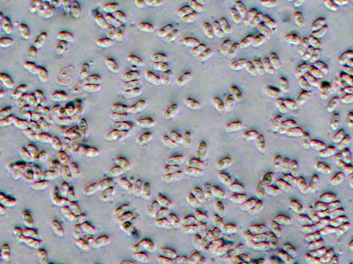 Antrodiella...(Antrodiella leucoxantha)
