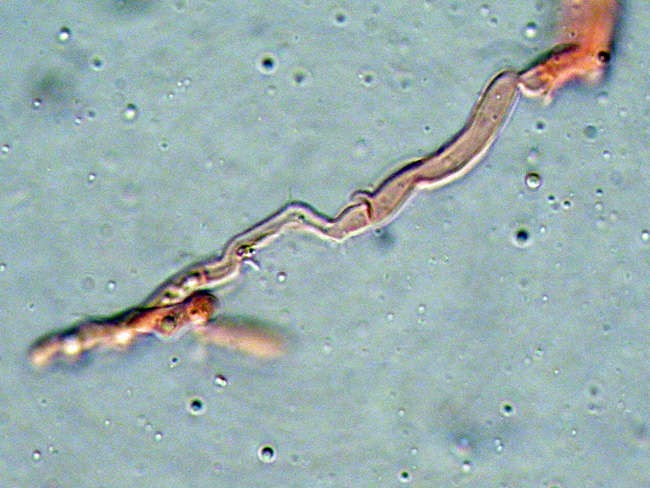 Gloeocystidiellum karstenii? (Laxitextum bicolor)