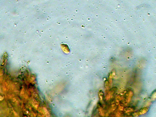Gloeocystidiellum karstenii? (Laxitextum bicolor)